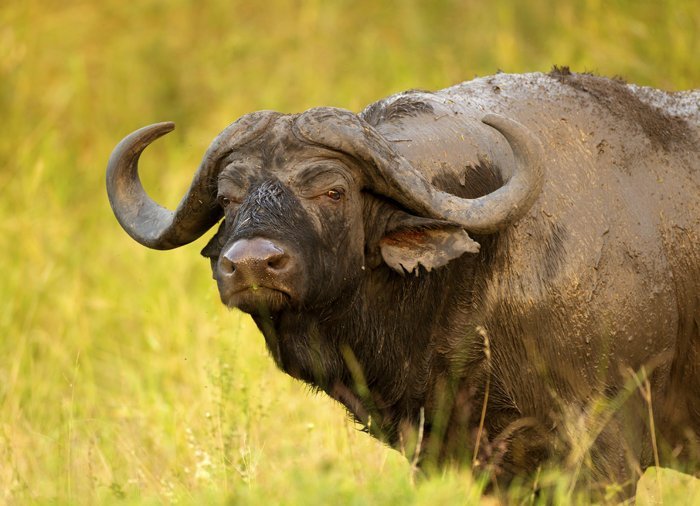 Bøffel i Mjejane-reservatet