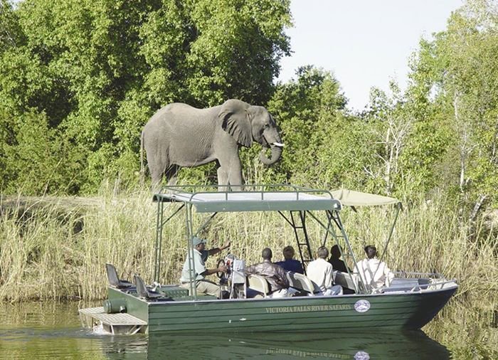 River-safari på Zambezi floden