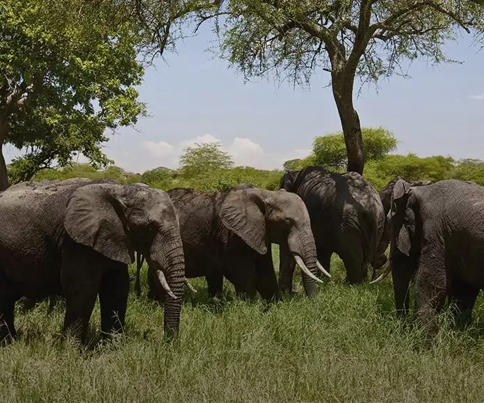 Safari i Tanzania - 4 nasjonalparker
