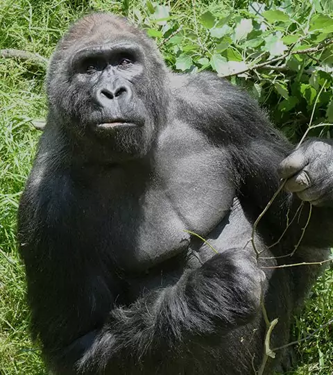 Safari i Uganda & gorilla-tracking