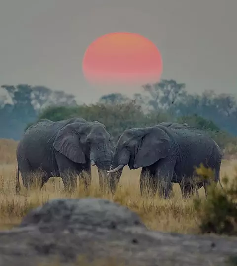 Safari i Sør-Afrika & Cape Town