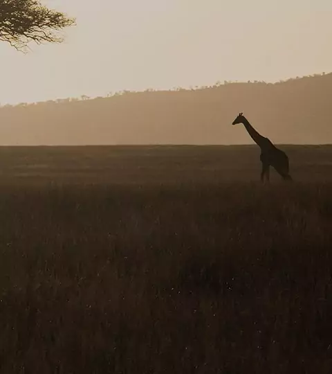 Safari i Serengeti & Ngorongoro