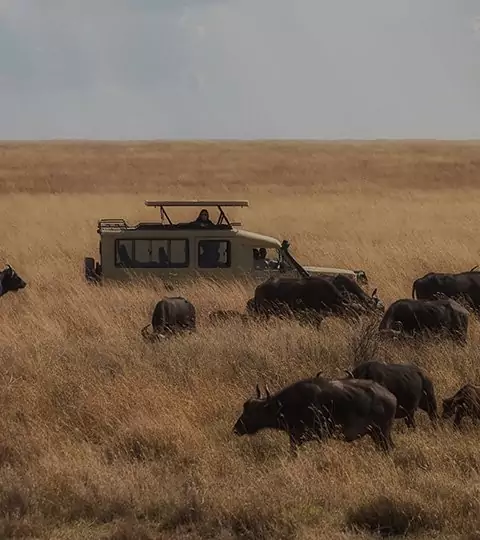 Safari i Serengeti & Ngorongoro og badeferie på Zanzibar