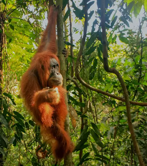 Sumatras høydepunkter