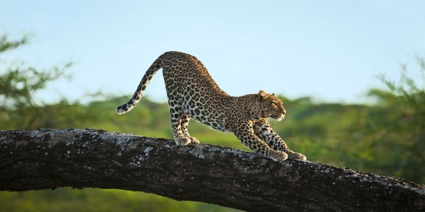 Leopard i et tre