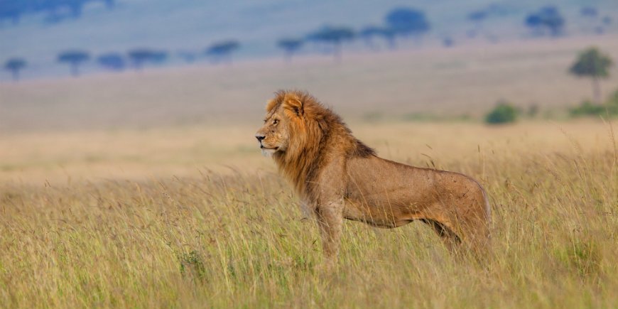 Løve i Masai Mara