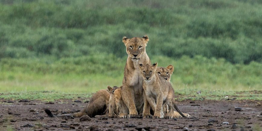 regntiden i Serengeti