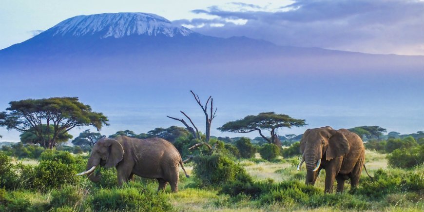 elefanter i amboseli nasjonalpark