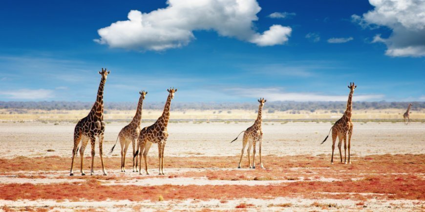 giraffer i etosha nasjonalpark