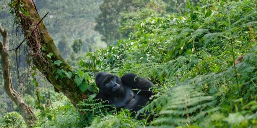 gorilla i bwindi impenetrable forest nasjonalpark