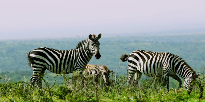 zebras i serengeti nasjonalpark