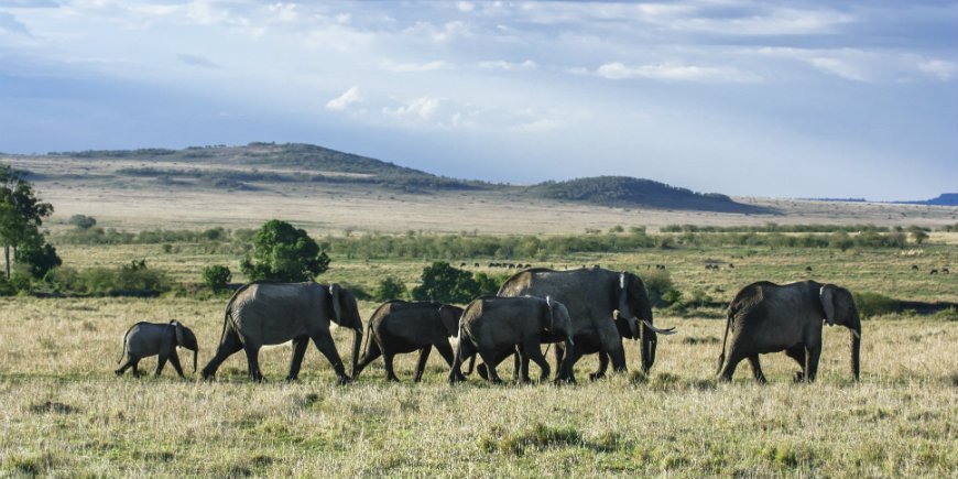 elefanter i Masai Mara