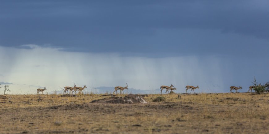 gazeller og en mørk himmel i masai mara