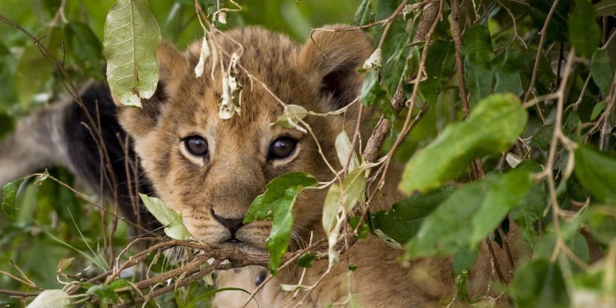 løveungen i Masai Mara