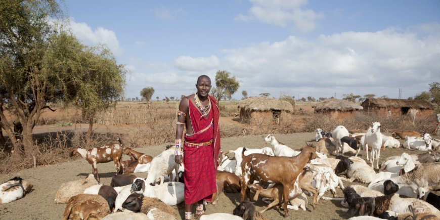 Masai og geiter