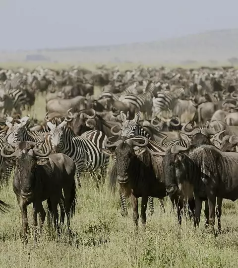 Safari i Kenya & Tanzania