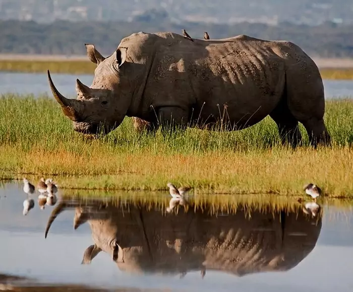 Safari i Kenya: neshorn & Masai Mara