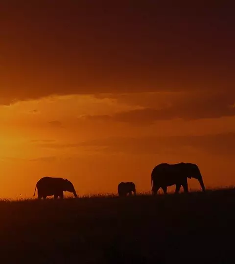 Safari i Kenya: neshorn & Masai Mara