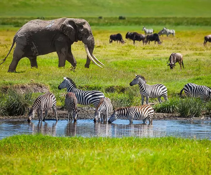Serengeti fly in-safari, Ngorongoro & badeferie på Zanzibar