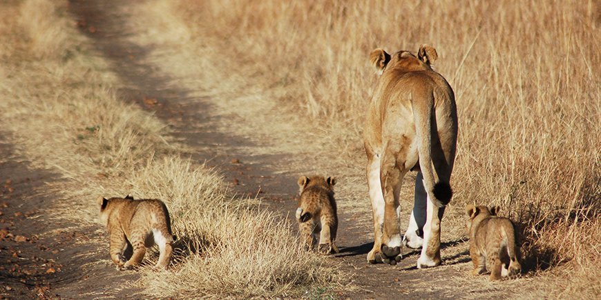 Masai Mara løve