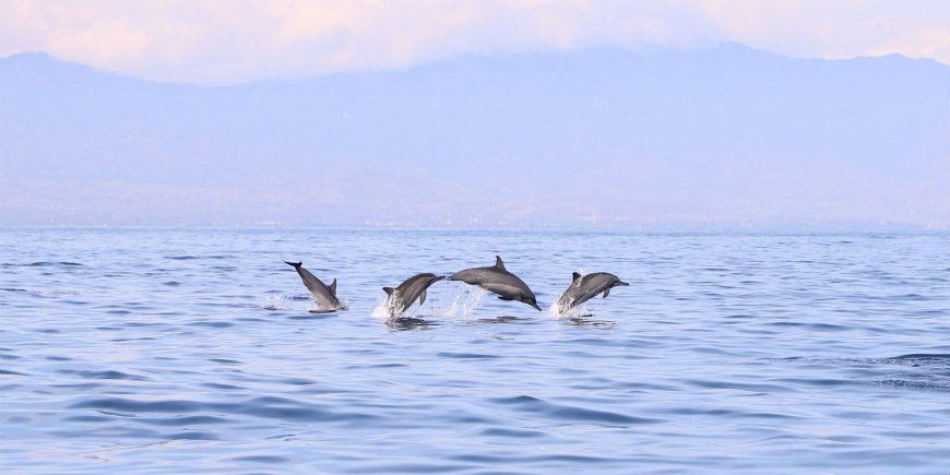 Strand Bali Delfiner