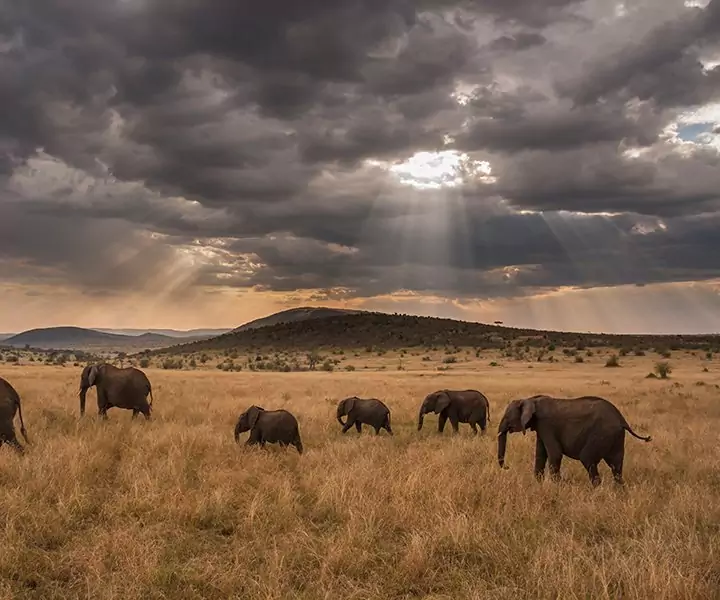 Masai Mara-safari