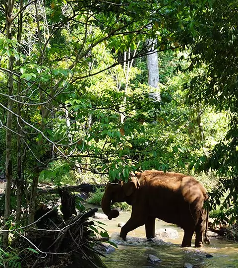 Kambodsjas høydepunkter med jungel og elefanter