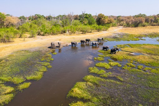 Elefanter i Okavango-deltaet