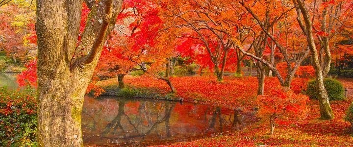 Koyo i Japan – høstens fargestrålende løv