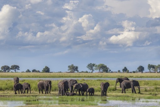 Elefanter i Chobe nasjonalpark